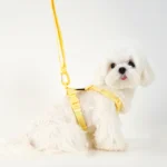 Adjustable Dog Harness Collar Leash Set Macarone Color - Bilde 2