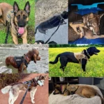 German Shepherd Malinois Tactical Harnesses For Dogs Accessories - Bilde 6